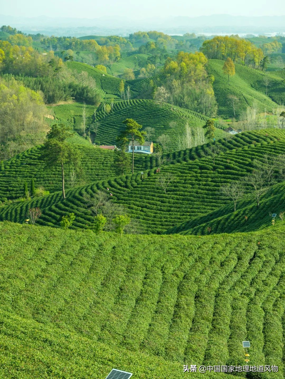 中国茶叶分布图,中国茶区详细分布图