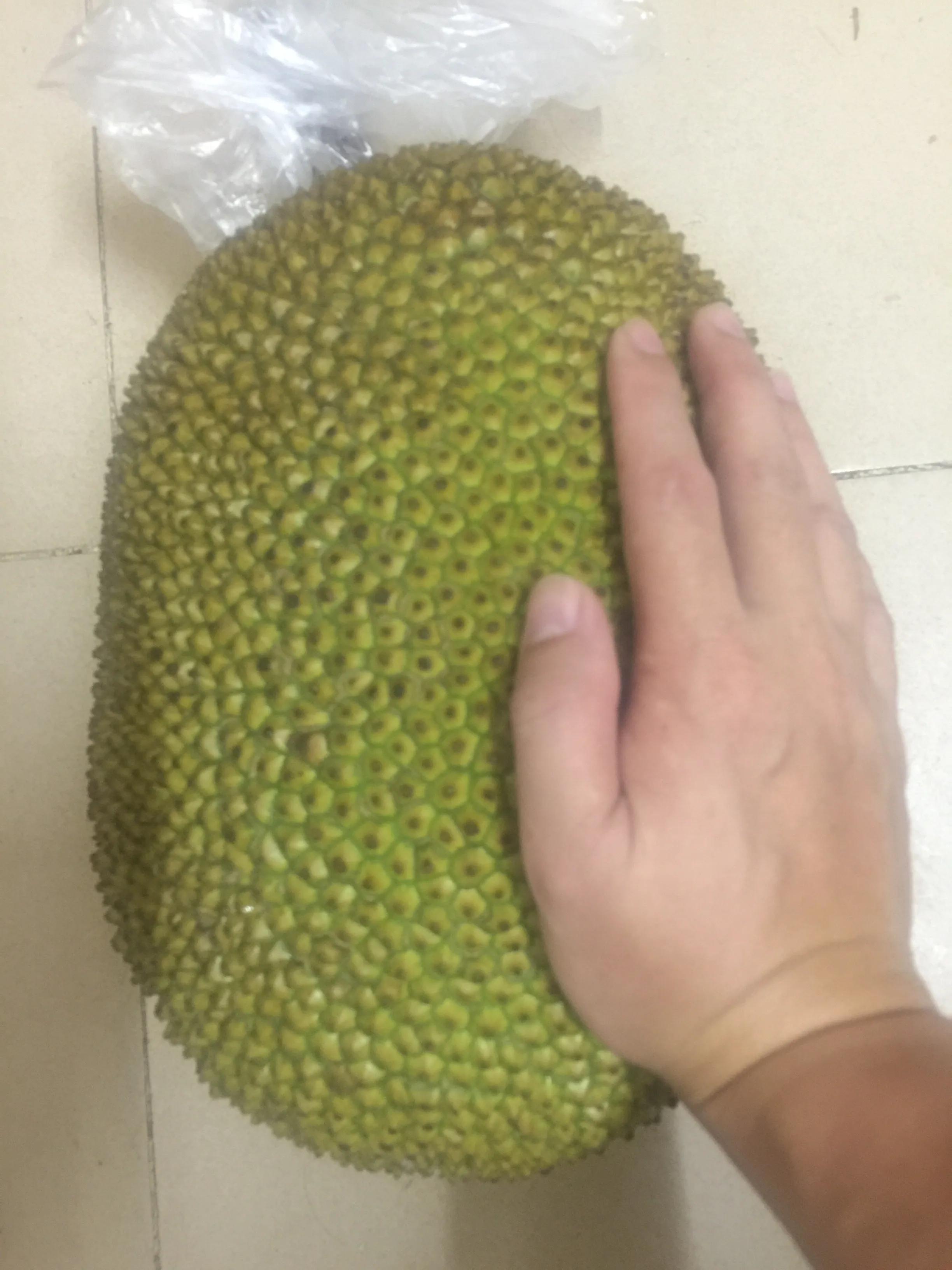 菠萝蜜开剥全过程,菠萝蜜现场开剥标识