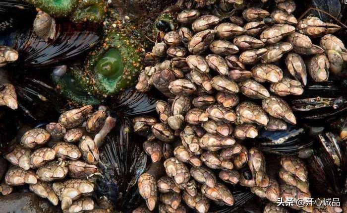 极限工作之船底清洁：虽说大船底能刮好几十吨海鲜，你敢去吃吗？