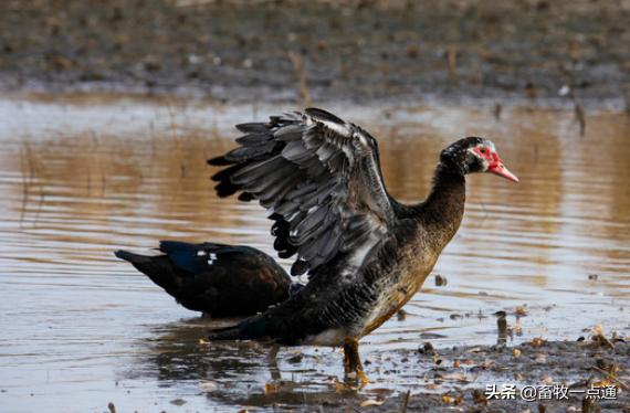 鸭受精率低是什么原因,怎样给种鸡母鸭输精是正确的