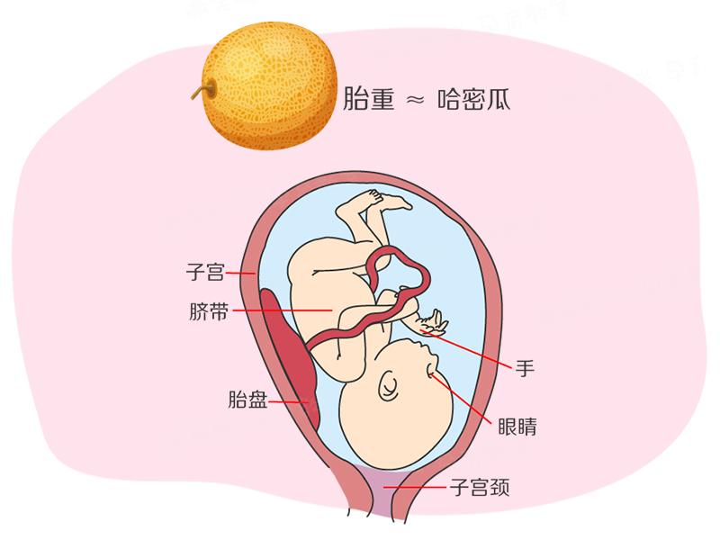 孕39周和40周的胎儿,怀孕38周到40周胎儿在长什么