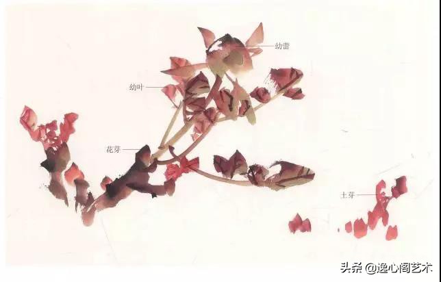 写意牡丹叶子画法步骤教程,王兮然写意牡丹画法视频大全