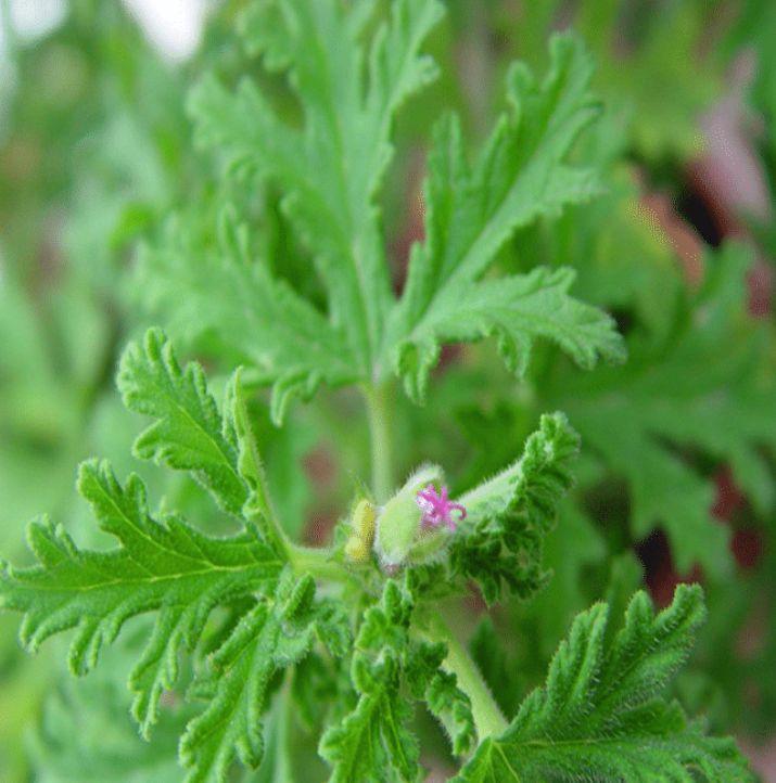 驱蚊草的养殖方法与技巧,养花除虫小妙计视频教程
