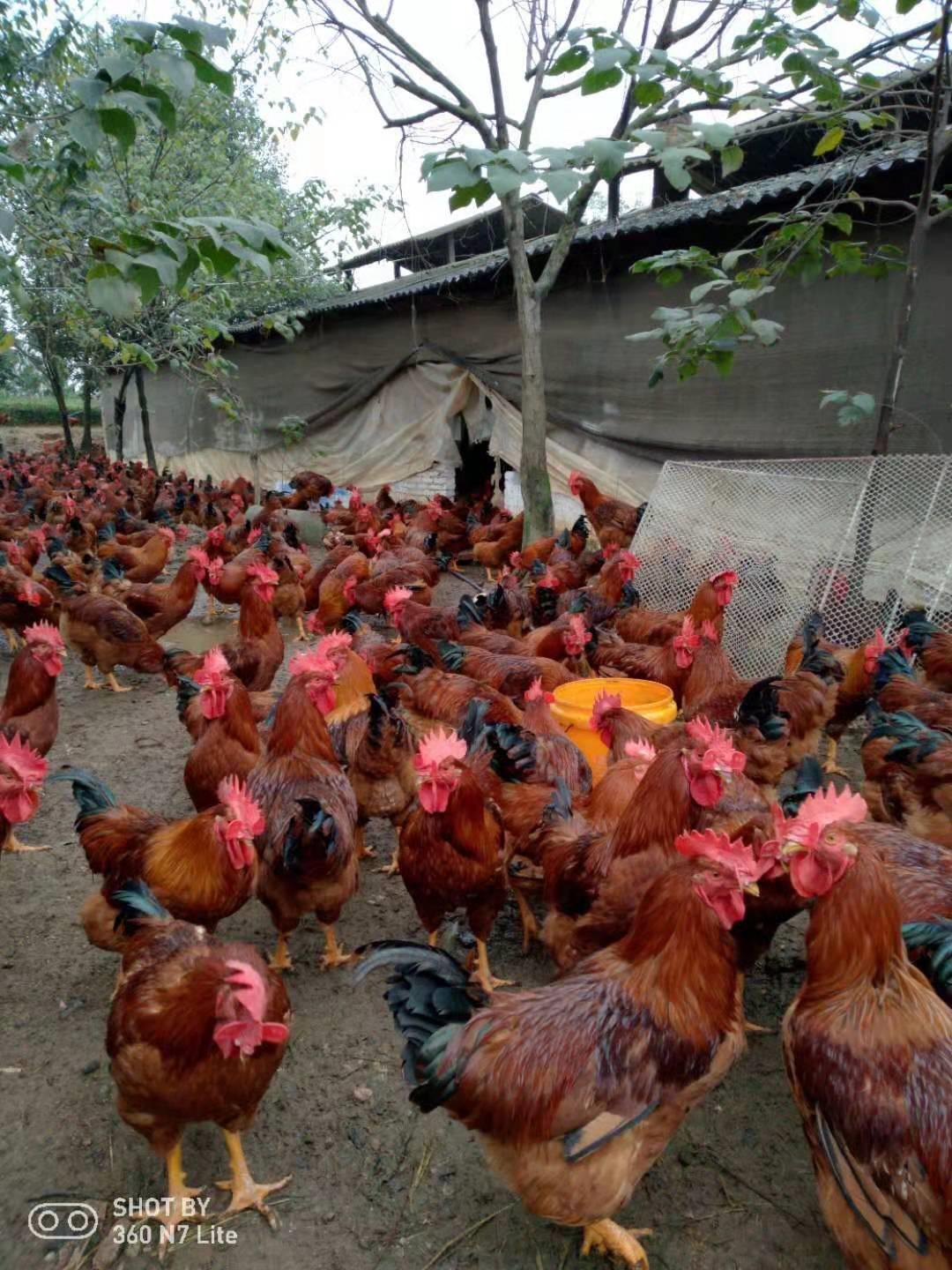 养鸡的鸡冠发黑怎么回事,养鸡黑冠是什么病