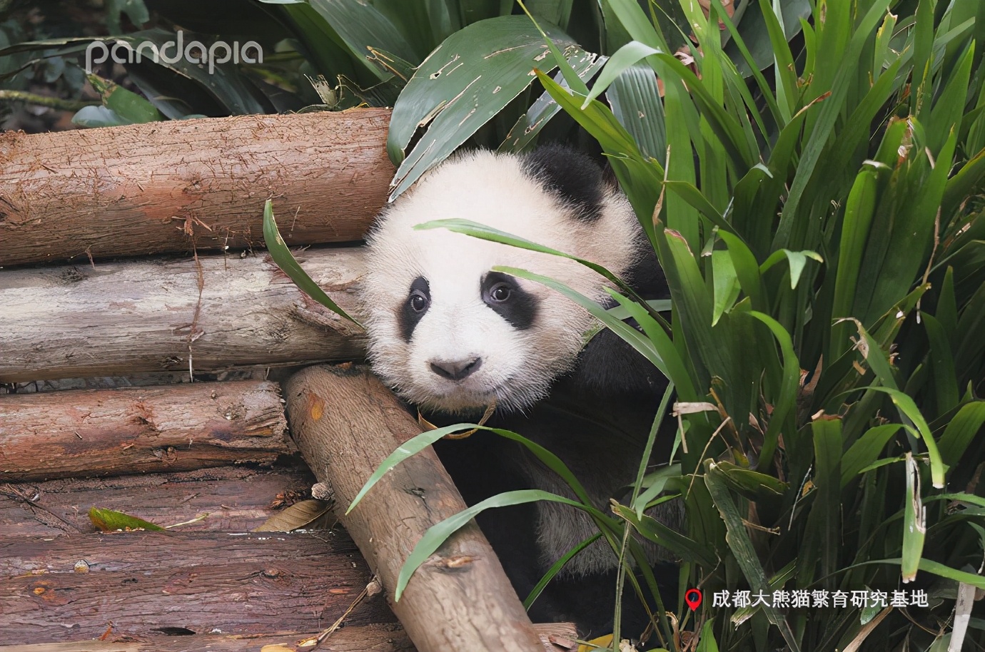 出彩“滚滚”|每一只熊猫都是潜力股......