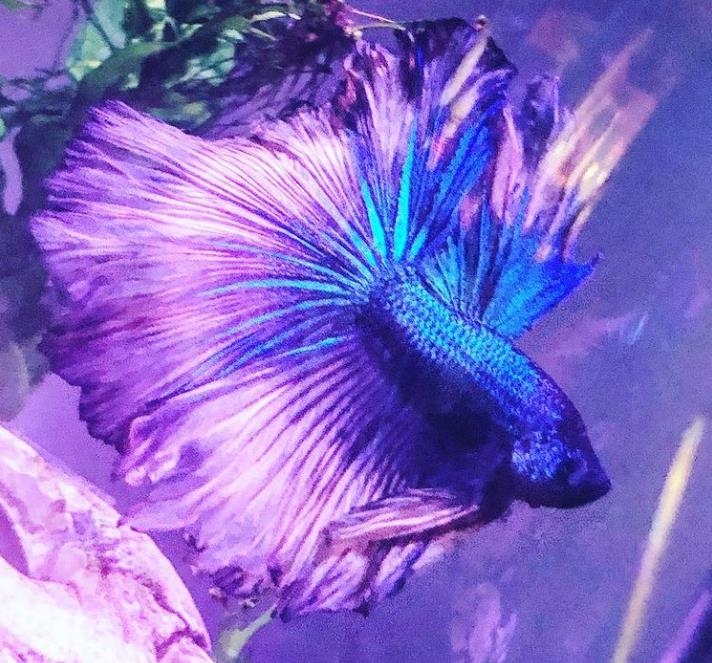 外国女子救下崩溃男子,外国女生救斗鱼