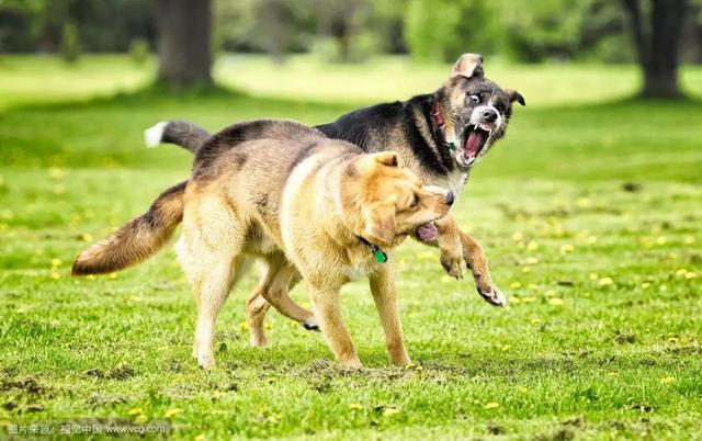 狗狗进了宠物店为什么就很温顺呢,狗狗害怕去宠物店