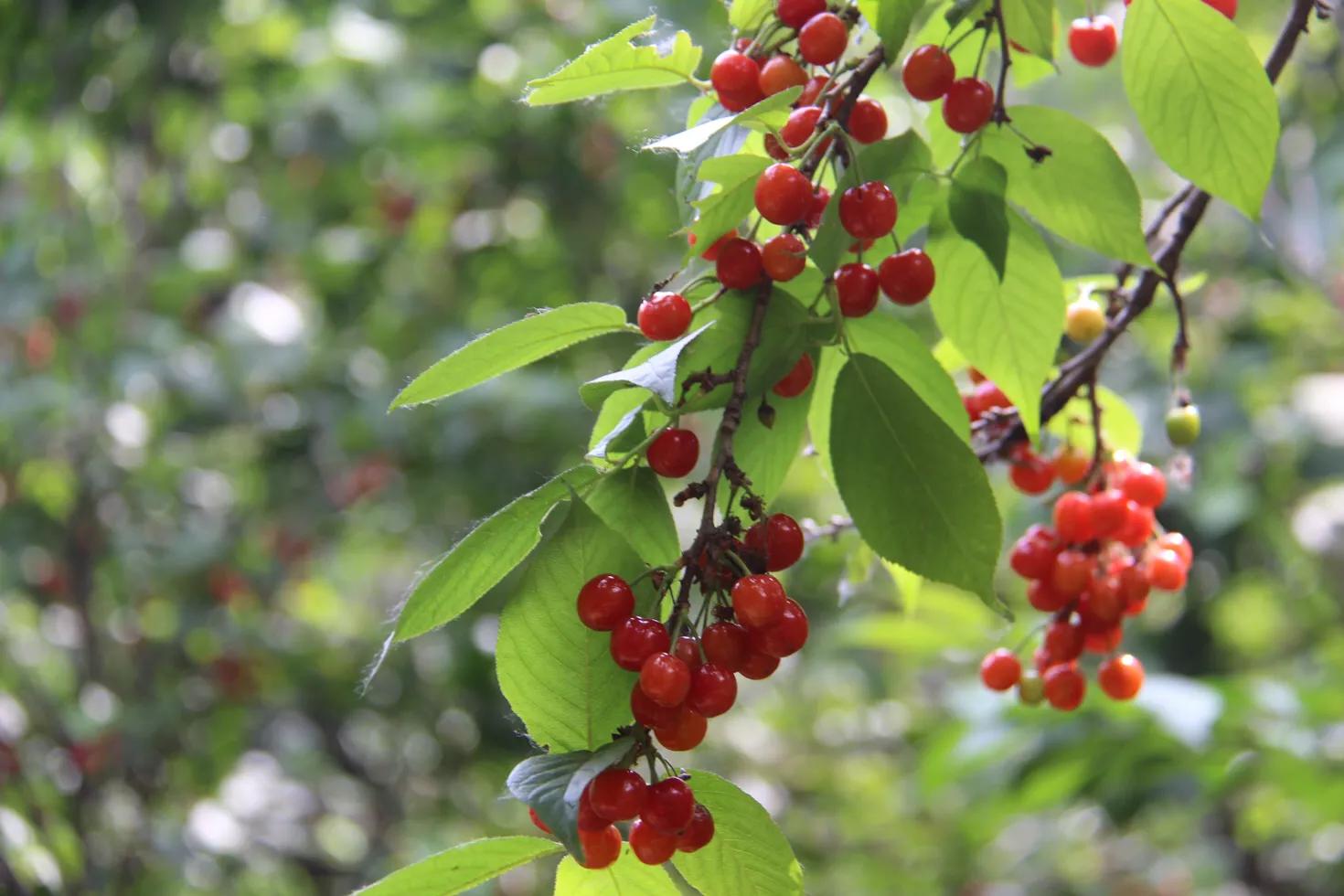 樱桃红了以后可以吃了吗,樱桃红了就可以吃吗