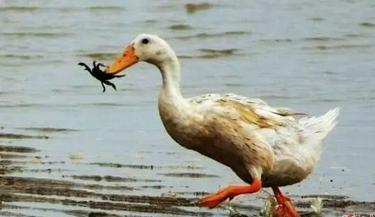 海鸭蛋被央视曝光了你还在吃吗,有些人买的海鸭蛋为什么不流油