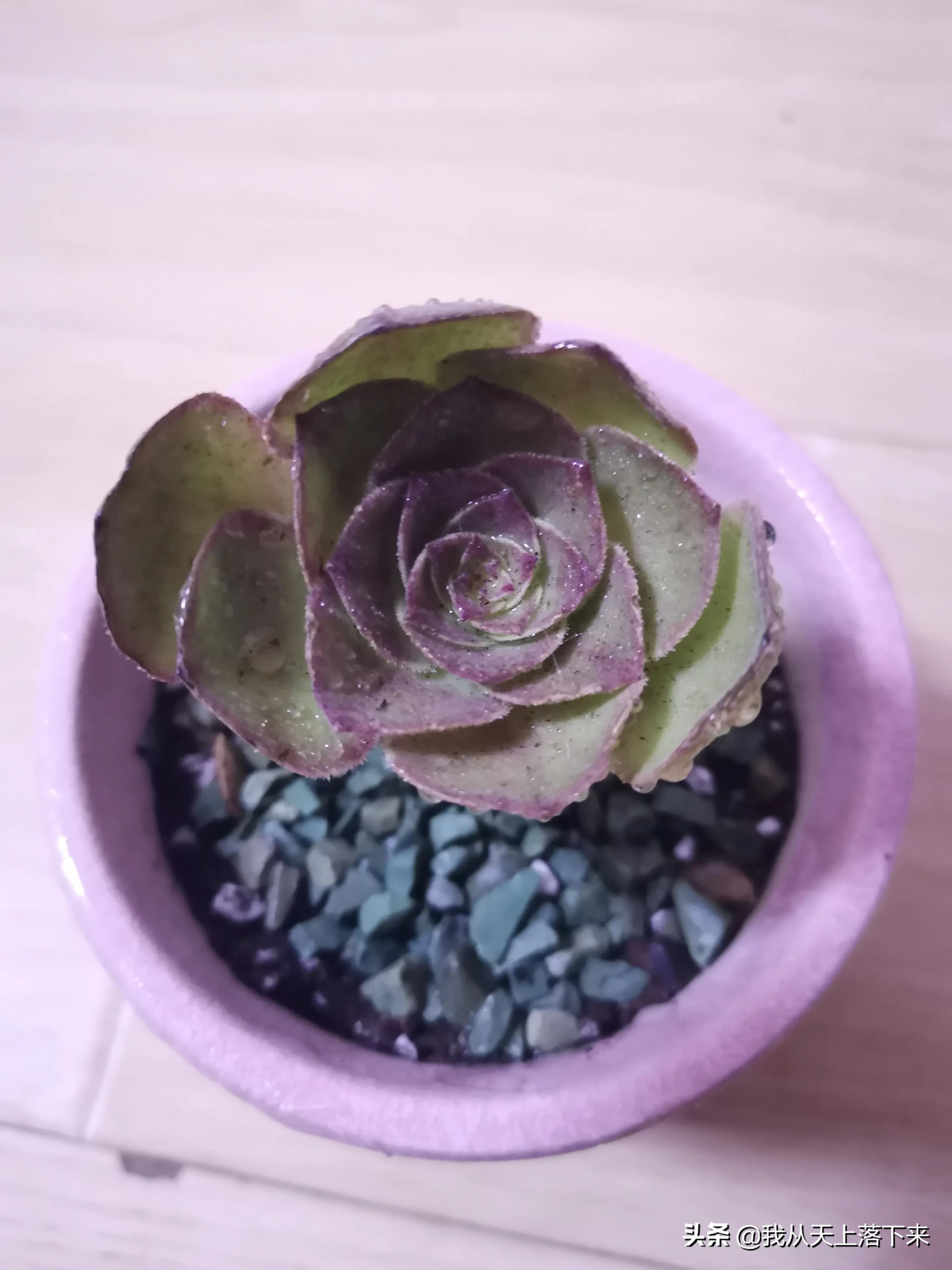 89种常见多肉植物品种图，实物拍摄，还不认识的小伙伴赶紧收藏好