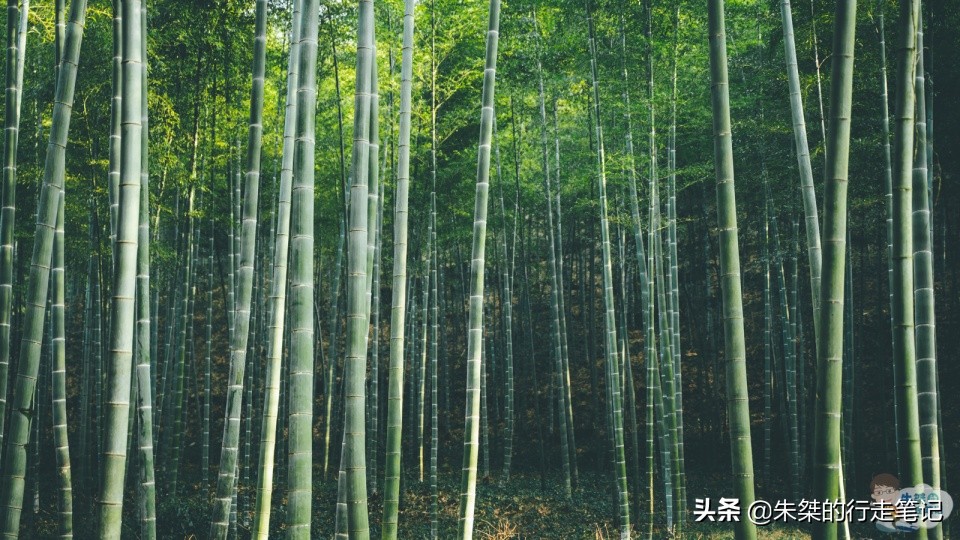 全国最大的竹海,中国竹都最美竹海