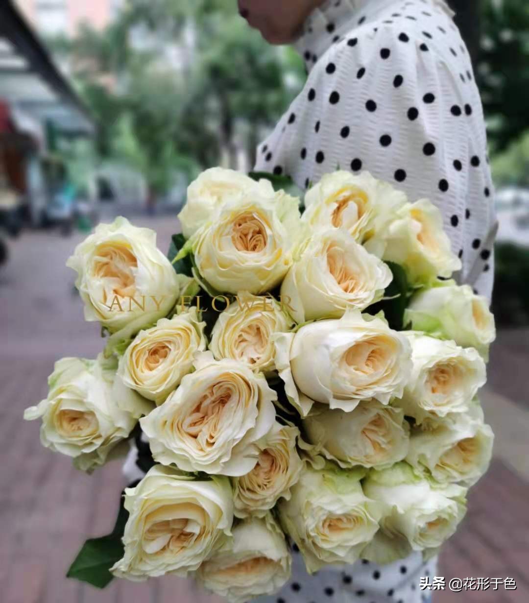 玫瑰花品鉴介绍,带你认识玫瑰品种