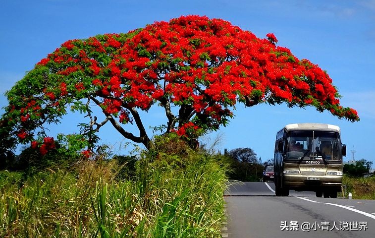 非洲的毛里求斯几乎没有疟疾，毛里求斯小岛是个怎样的国家