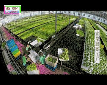 温室大棚种植常见的优点有哪些