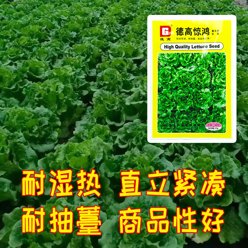 生菜基地都有哪些,推荐种植生菜的理由