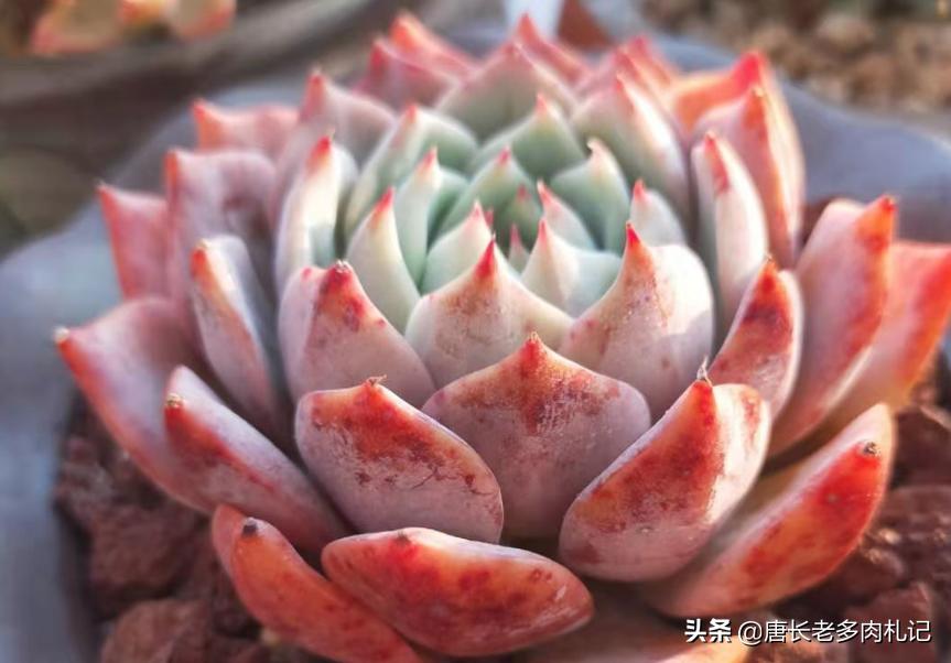 想要多肉多爆侧芽怎么办,想要多肉长得快怎么办