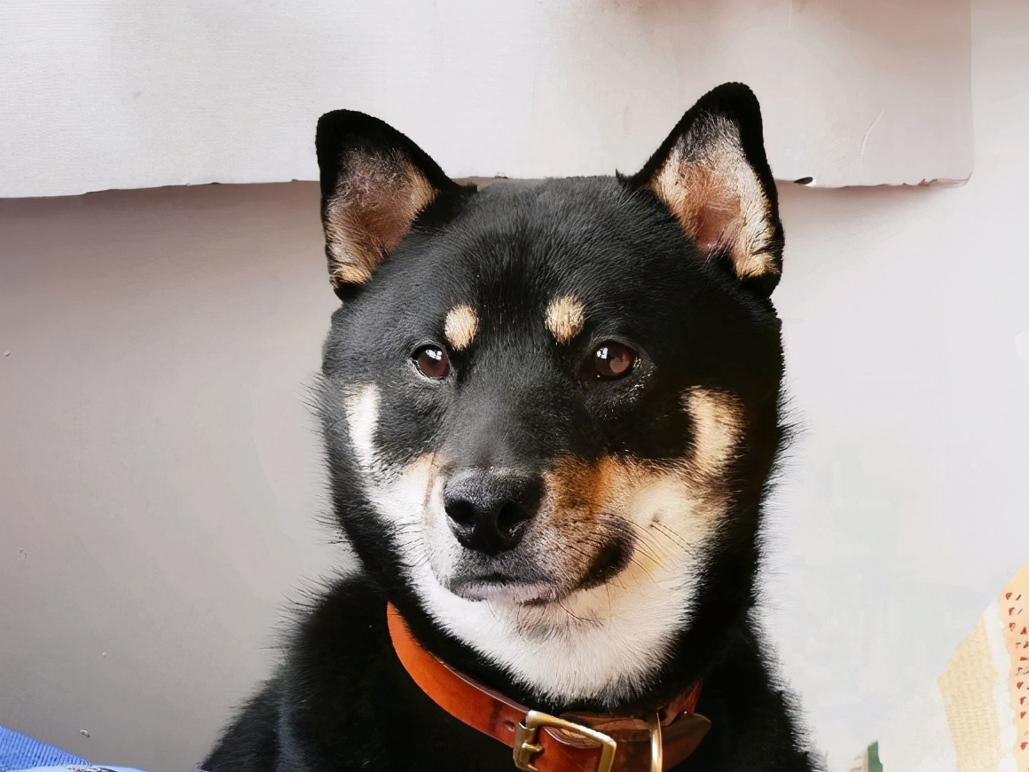 不漂亮的6种狗狗中国犬上榜,盘点四种冷门但颜值爆表的狗狗