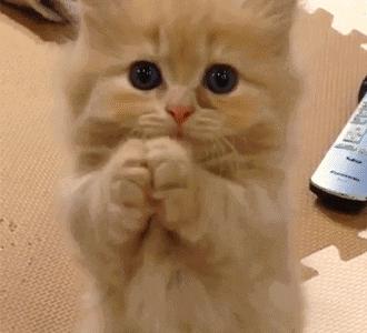 粘人的小奶猫,小奶猫守着铲屎官做作业