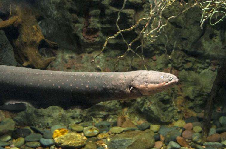 鱼缸中的黑色羽毛——魔鬼刀