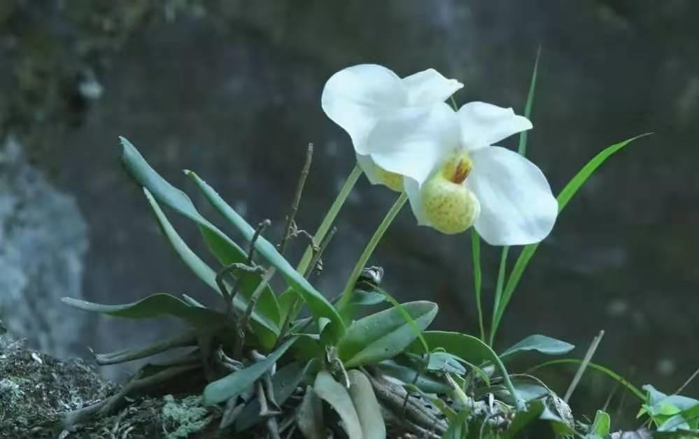 古人对兰花的喜爱是用一生去感悟,兰花为什么被看作高洁典雅的象征