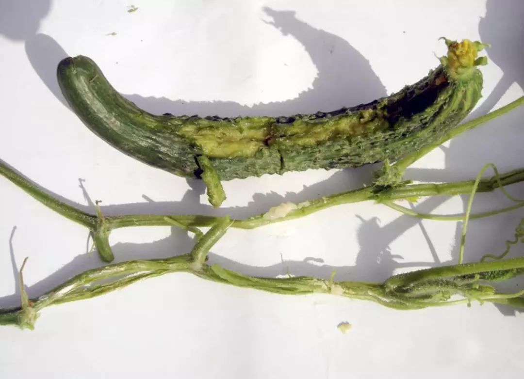 黄瓜瓜条病害图谱详解,黄瓜病害图谱和防治黄瓜药害