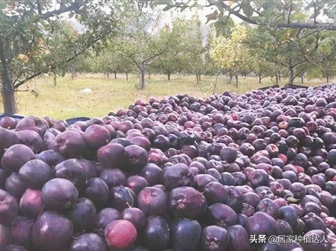 湖北适合种植的耐旱耐寒的坚果树,当今既抗寒又耐高温四季常绿树