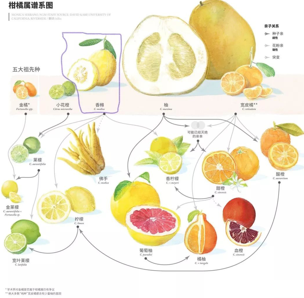 高级精油浓郁果香,苏州香橼精油功效与作用
