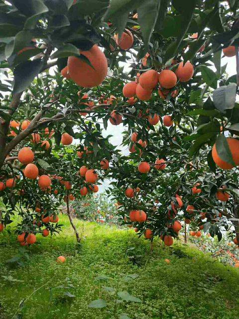 应季水果才能吃得更健康更安全,新鲜应季水果多种吃法