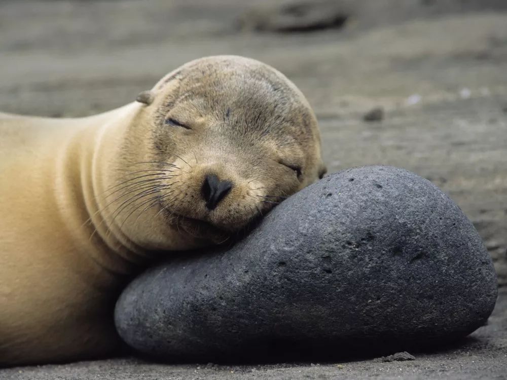 鲸鱼在海里睡觉如何呼吸空气呢,鲸鱼是在水里呼吸还是在地面呼吸