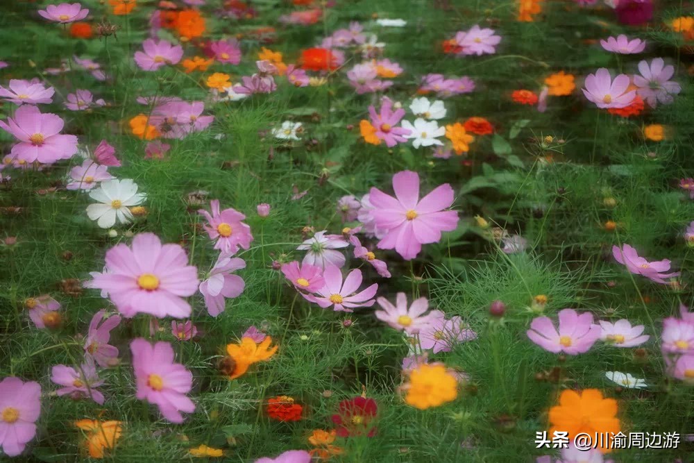 俄么塘花海景区游玩,俄么塘花海攻略2018