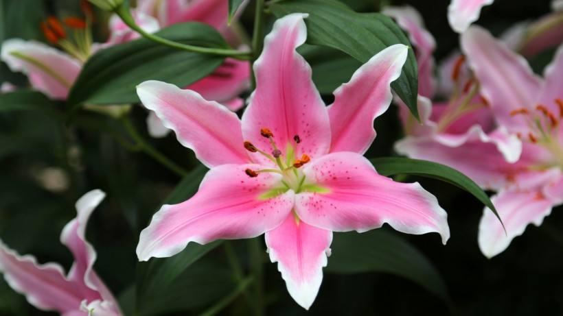 网购盆栽百合开花期怎么养护,百合种球很矮就长花苞了