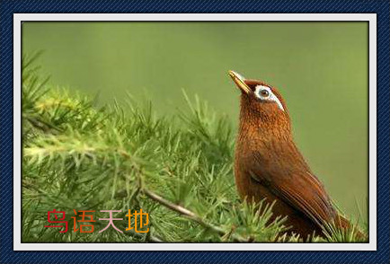 画眉鸟拉稀白屎,画眉鸟喂什么不拉稀