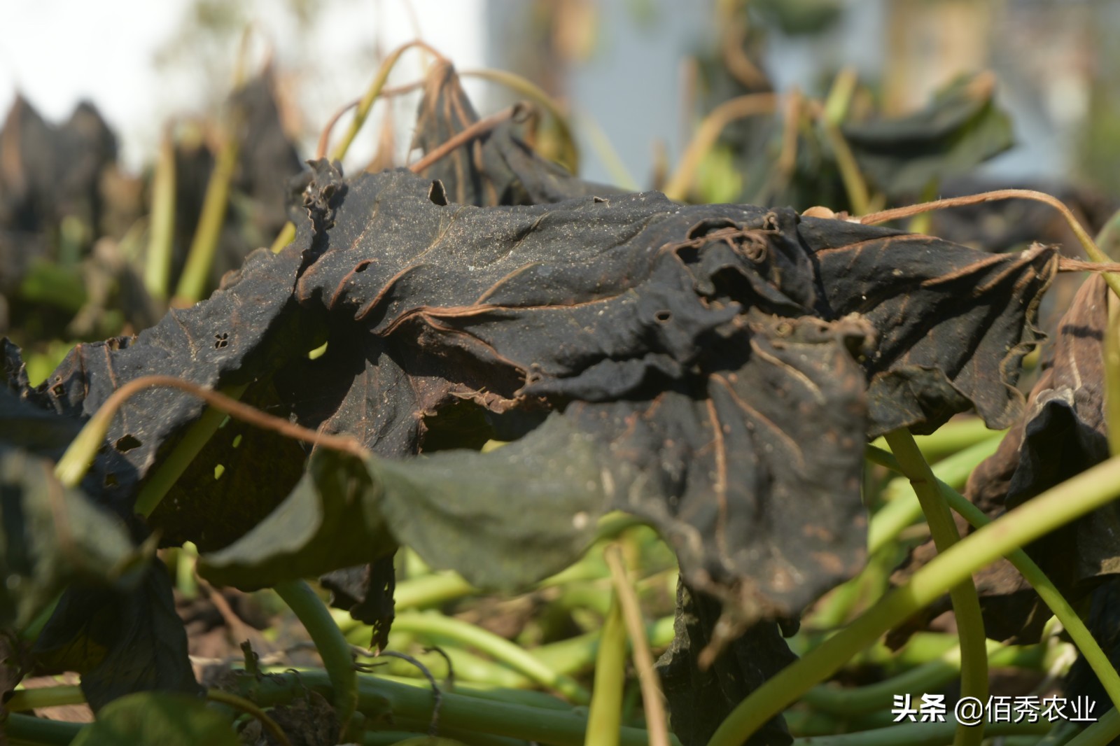 农村大叔种植果树,农村大叔种植致富