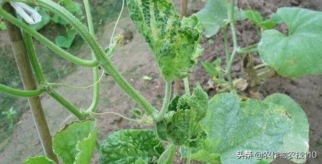 2021年温室大棚甜瓜种植技术,最好的大棚甜瓜种植方法