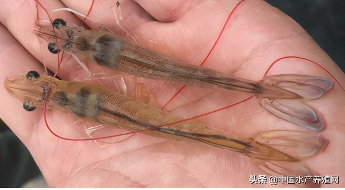 中草药制剂HCV弧菌病能防治、修复肝胰腺，广东省农业力推技术