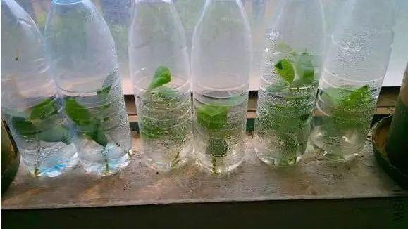如何用塑料瓶做养花神器,今天教你如何让塑料瓶秒变盆栽