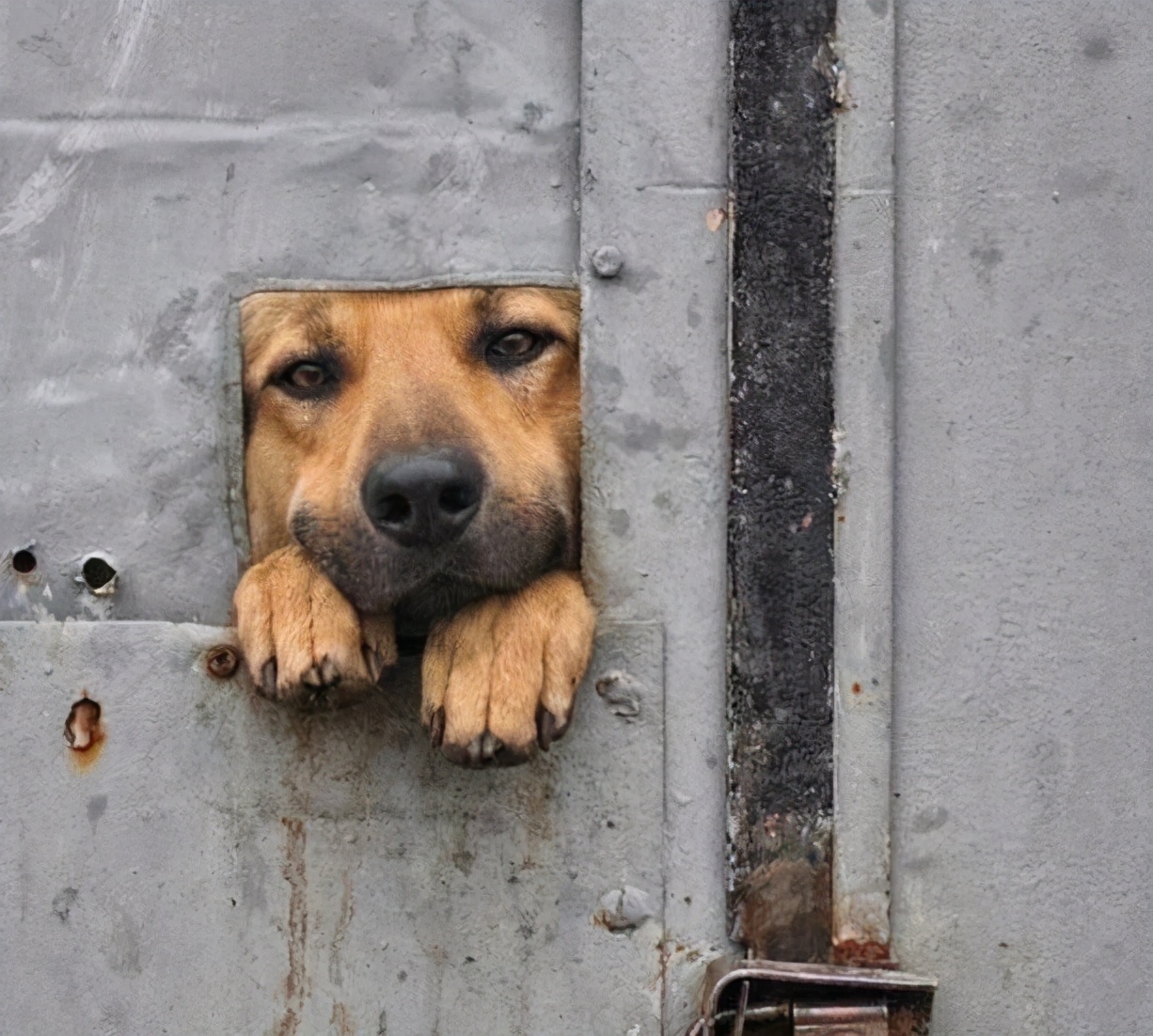 拉布拉多犬老是在主人脚下睡觉,怎么训练拉布拉多在马桶上厕所