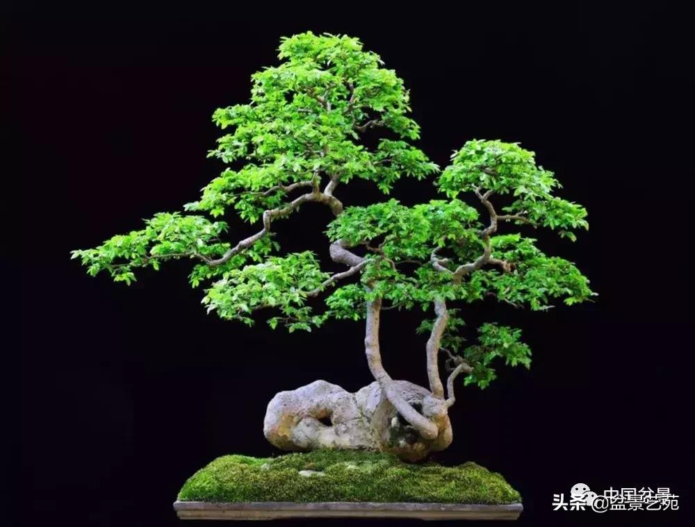 天生好养的36种盆景植物,好养的大盆景植物推荐