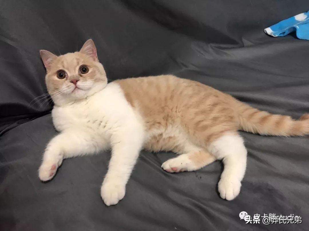 可爱小奶猫刚生出成长日记,一只小奶猫的成长过程