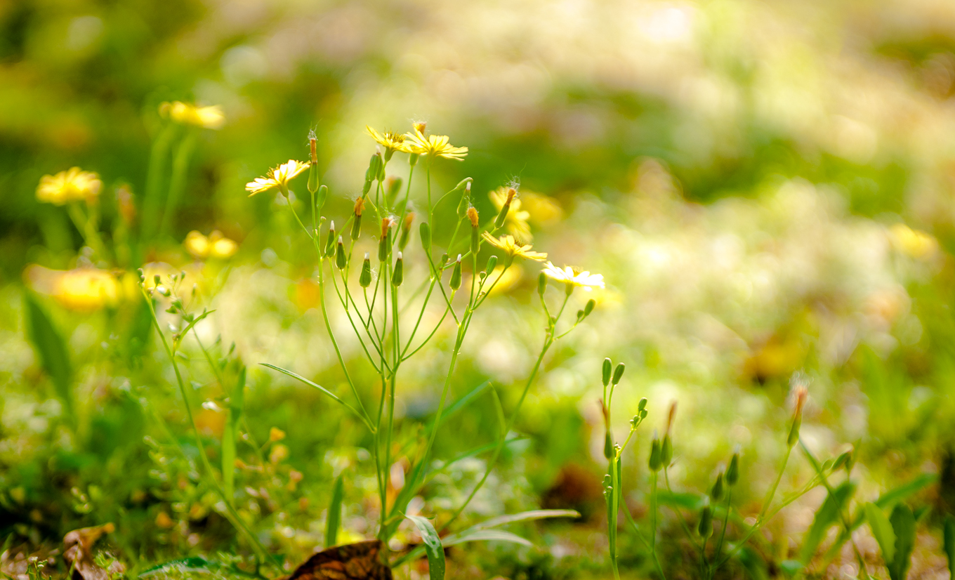 呵芬,寻觅专属芳香,静享岁月美好