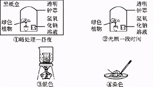 人教版七年级生物植物的呼吸作用,生物光合作用与呼吸作用的综合题