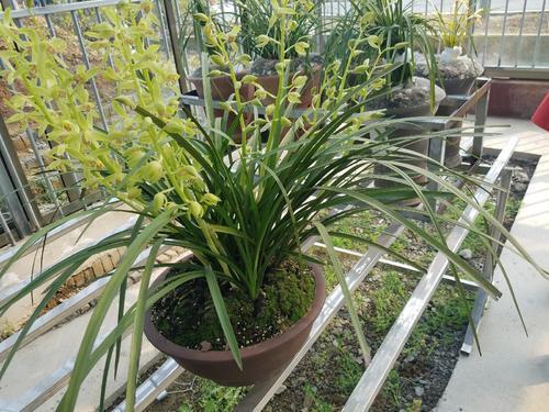 兰花的叶片又黑又绿怎么养护的,兰花变黄怎么能让叶子变绿