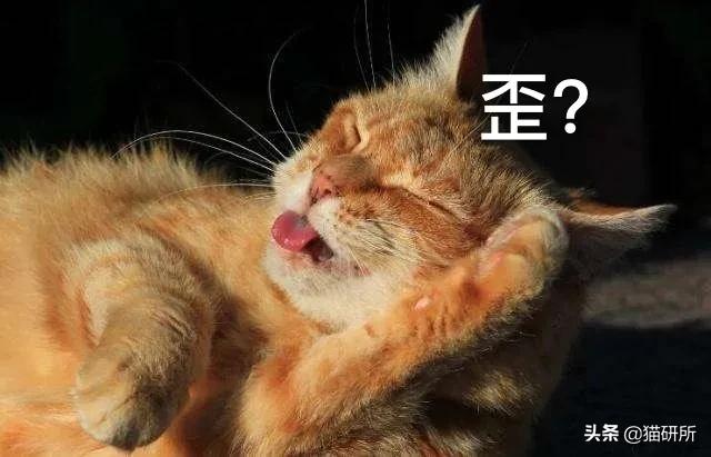 有关猫爪的小知识,关于猫爪的10个有趣的事实