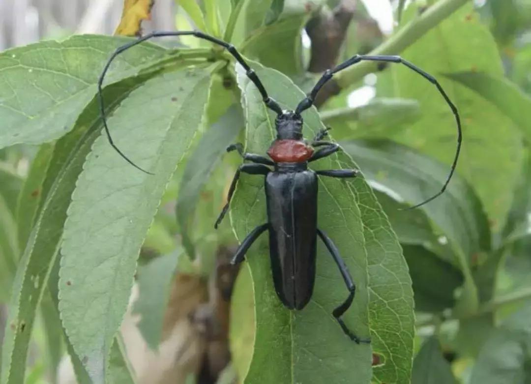桃树虫害的防治在什么时间最好,桃树虫害防治全年用药图