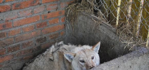 藏獒和黑狼杂交后代能不能长大,藏獒与狼结合的关系