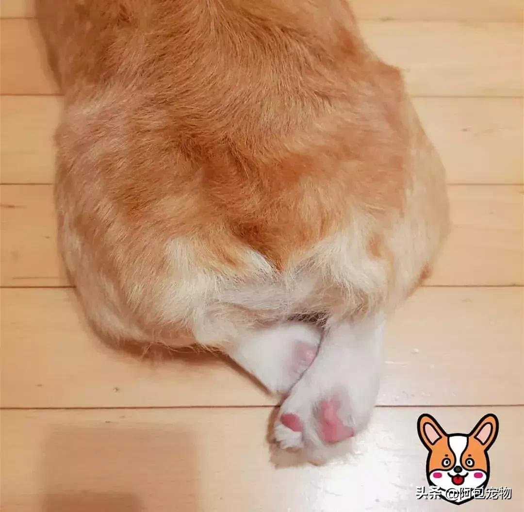 2019柯基国家展,首届柯基