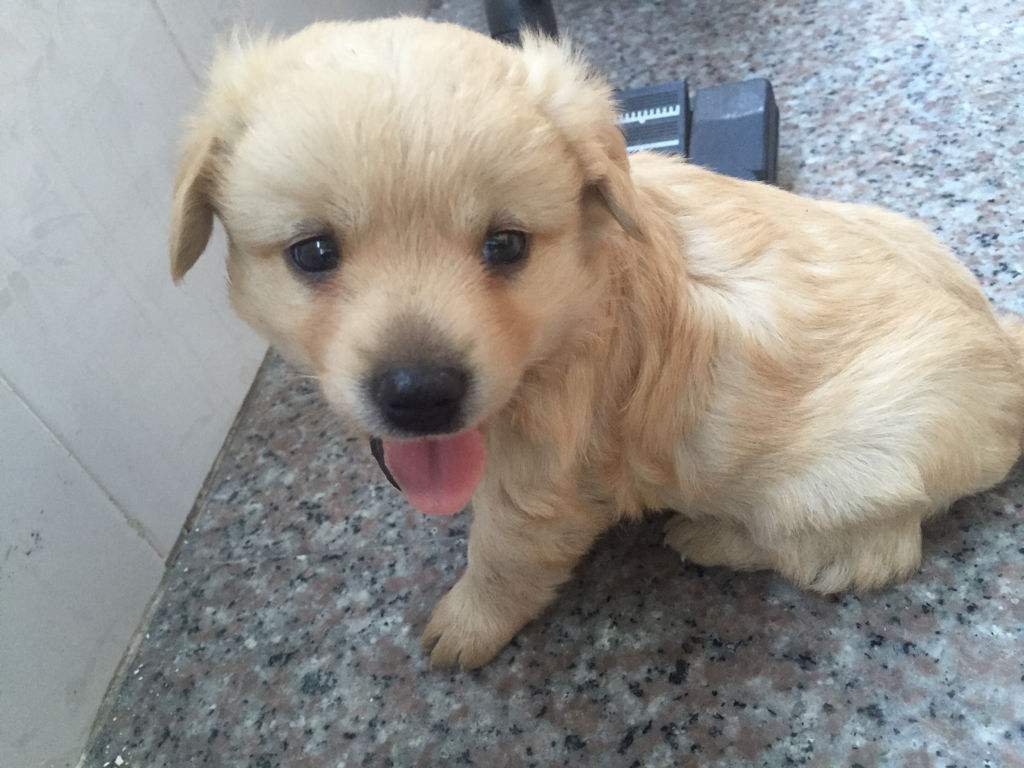 新手养狗的2大注意事项,新手养狗技巧和注意事项