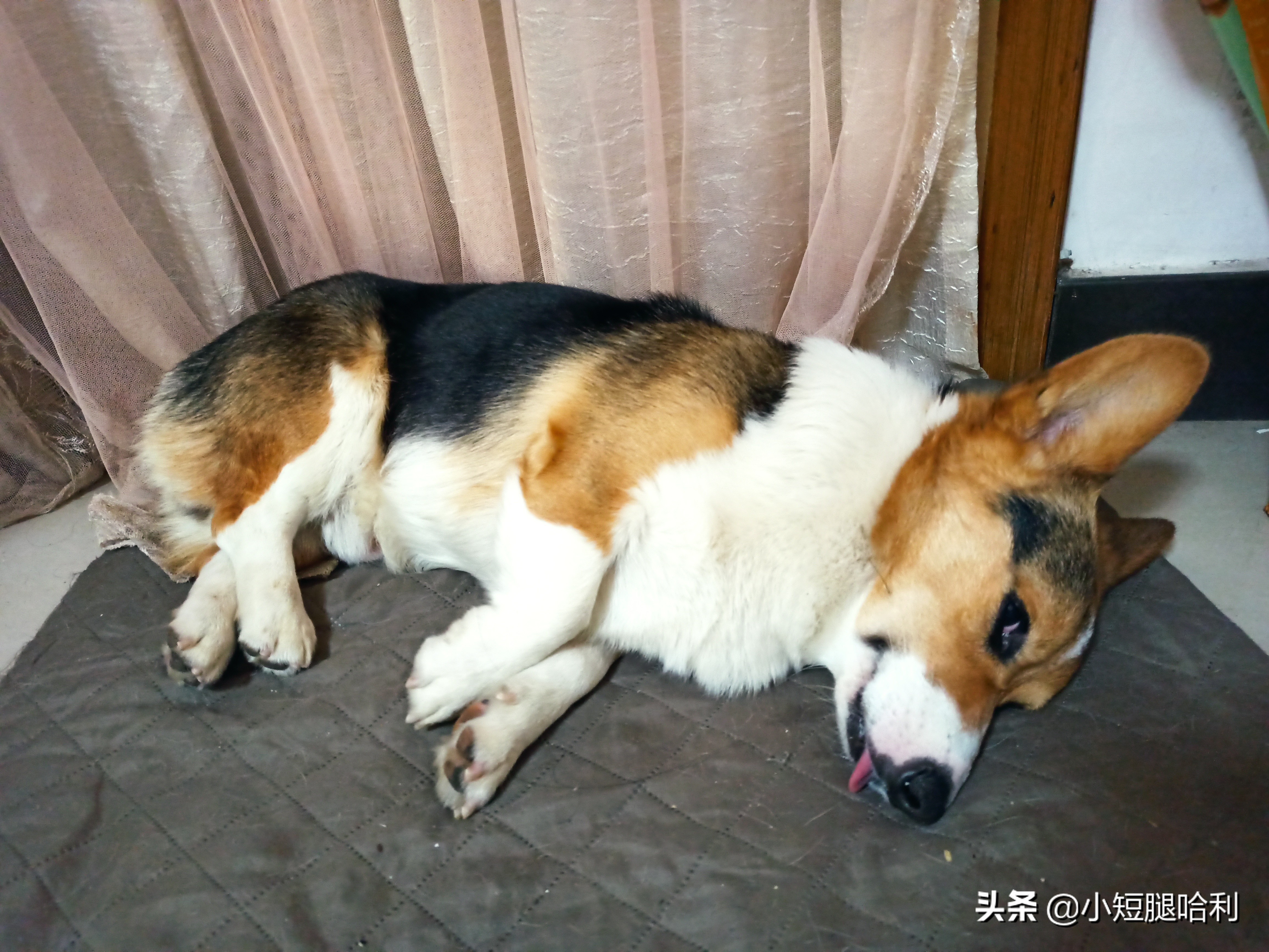 狗舍怎么养柯基,第一次养狗适合养柯基吗