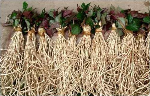 贵阳不光是辣味的，还有一种味道叫折耳根！