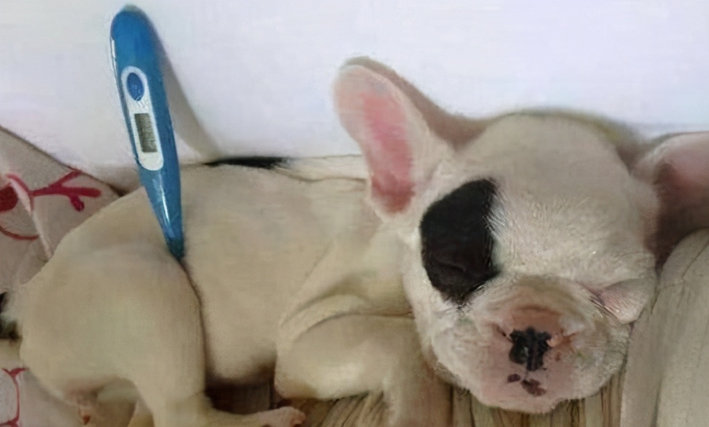 狗狗感冒了怎么办小视频,狗狗感冒什么症状